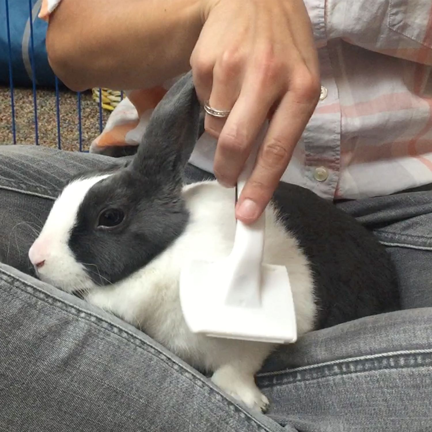 Pet Rabbit Grooming